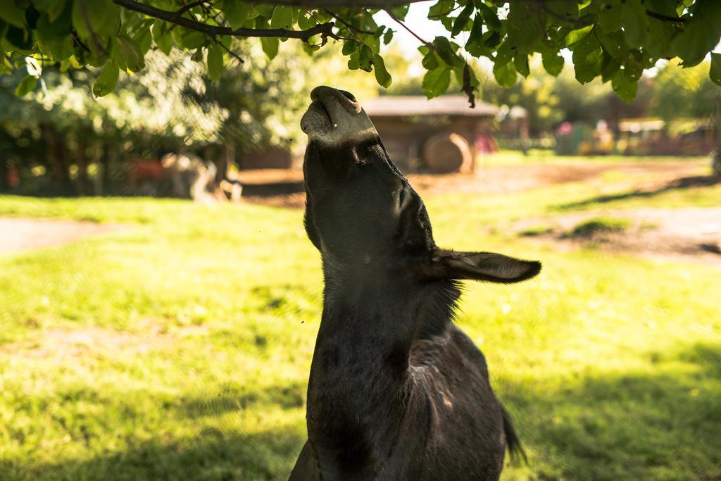 Agriturismo Tre Rondini Леньяґо Екстер'єр фото